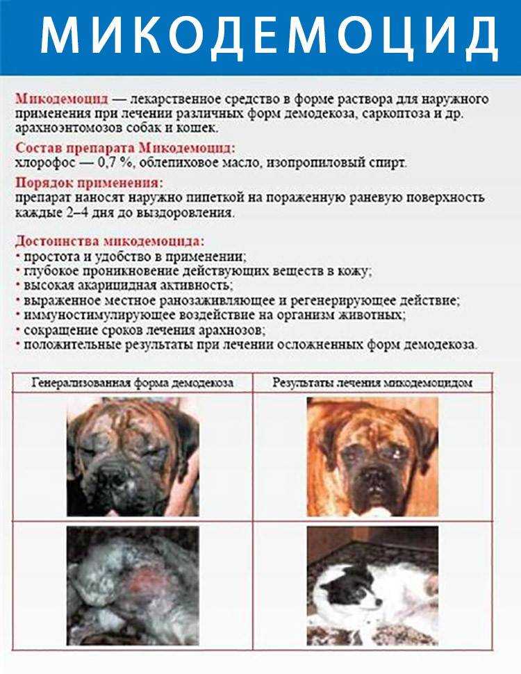 Болячки на морде у собаки | страж чистоты