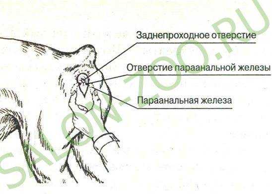 Аденома гепатоидных желез у собак