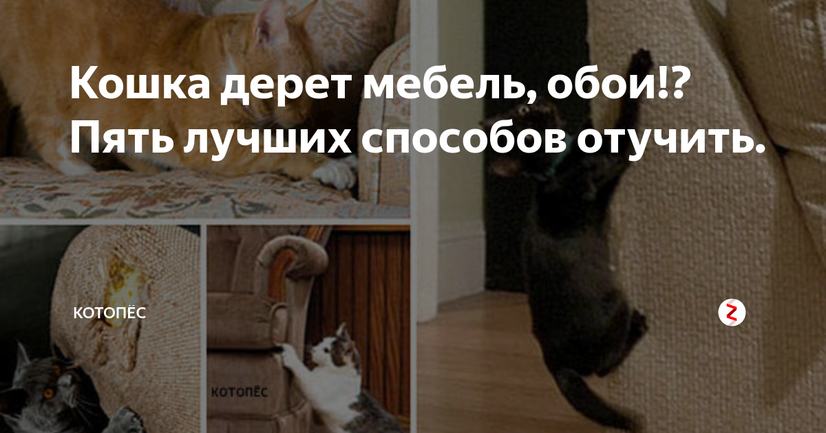 Как отучить кошку прыгать на стены: лучшие методы
как отучить кошку прыгать на стены: лучшие методы