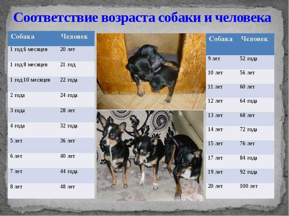 До какого возраста растут собаки мелких, средних и крупных пород?
