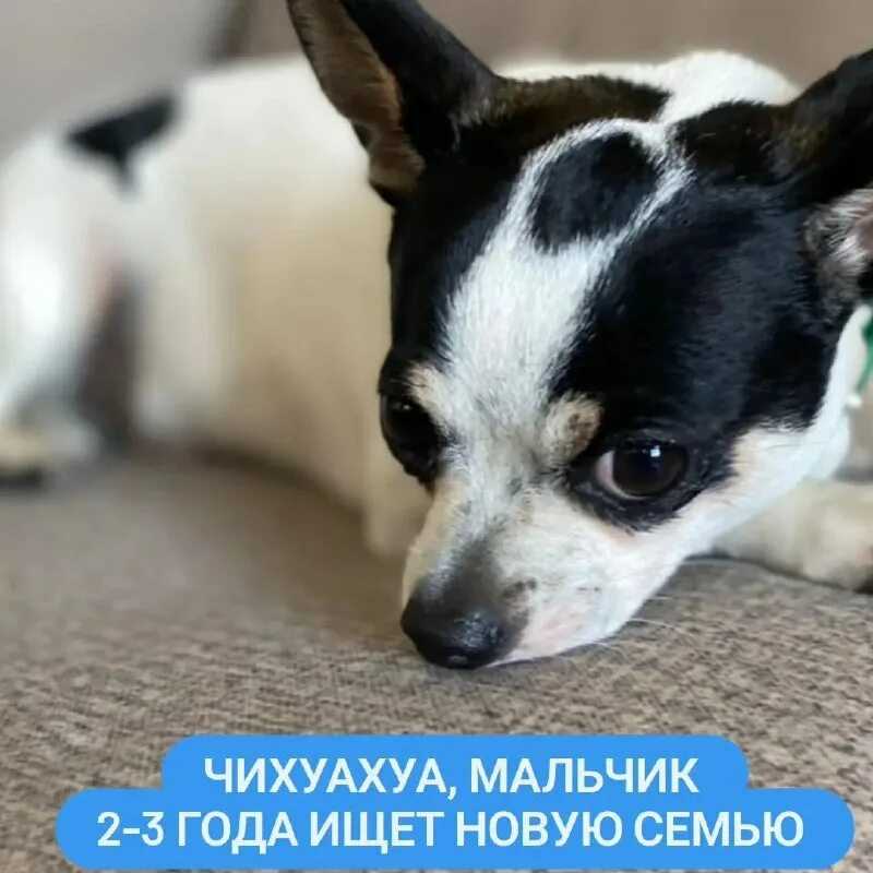 Что делать, если собака задыхается