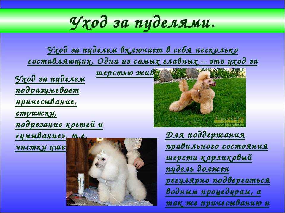 Пудель 🐕: описание породы, характер, содержание и уход, фото собаки