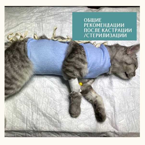 Когда можно снимать с кошки попону после стерилизации: послеоперационный уход, ношение и отказ от бандажа
