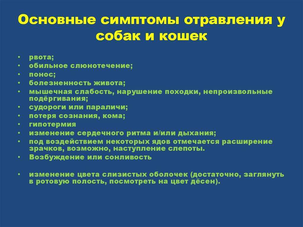 Кошка отравилась — что делать?