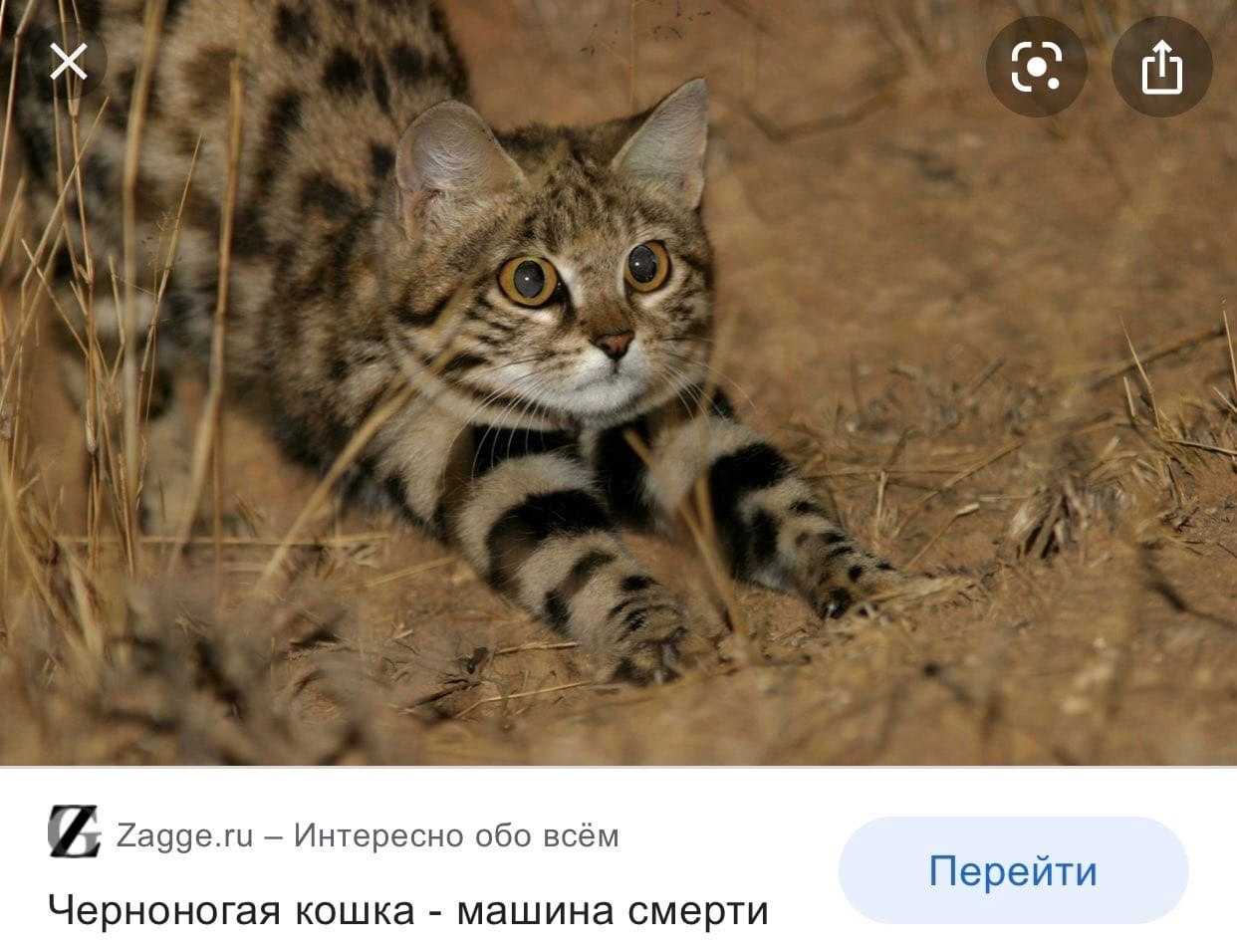 Подробное описание диких кошек вида Африканская черноногая кошка муравьиный тигр с фотографиями и видео Среда обитания и рацион питания, характер, приручение, содержание в неволе, выбор и покупка котенка, цена и многое другое