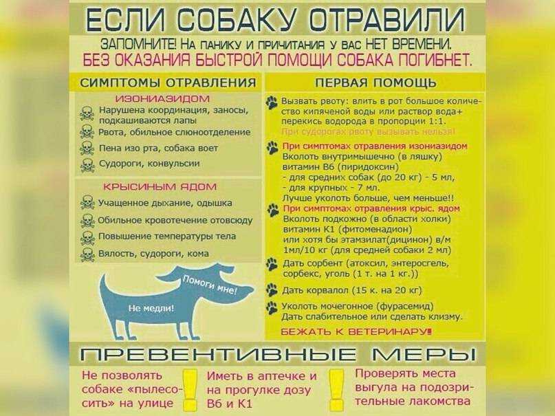 Отравление у собаки: начальные проявления и первая помощь | звери дома