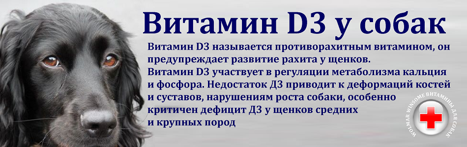 Рахит у собак: симптомы и лечение