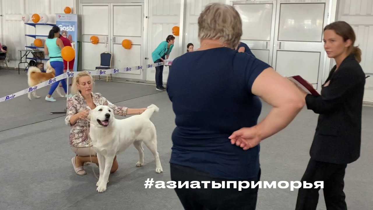 Почему собака дрожит: причины и что делать