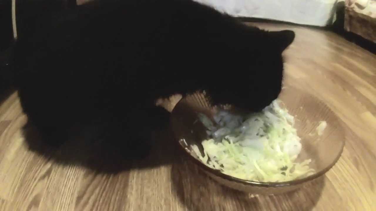 Какие овощи можно давать кошкам, какие овощи полезны кошке