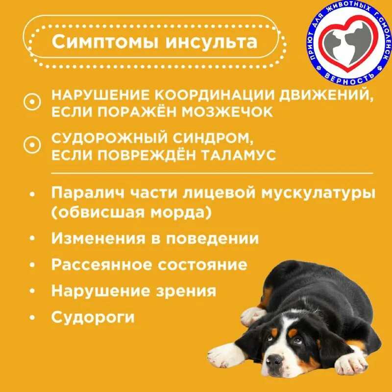 Действительно ли спондилезом болеют только собаки в возрасте?