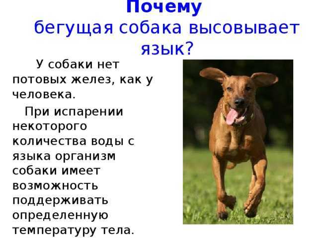Почему собака высовывает язык