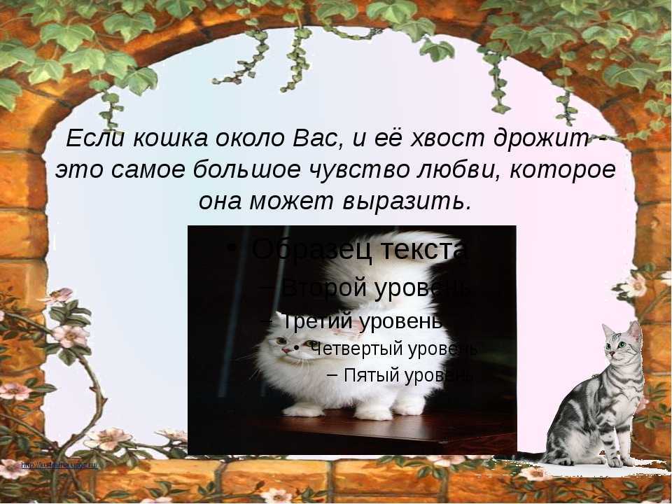 Судороги у кошек: причины, что делать если кот дергается, методы лечения