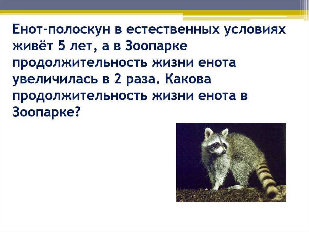 Еноты – фото, описание, виды, ареал, рацион, враги