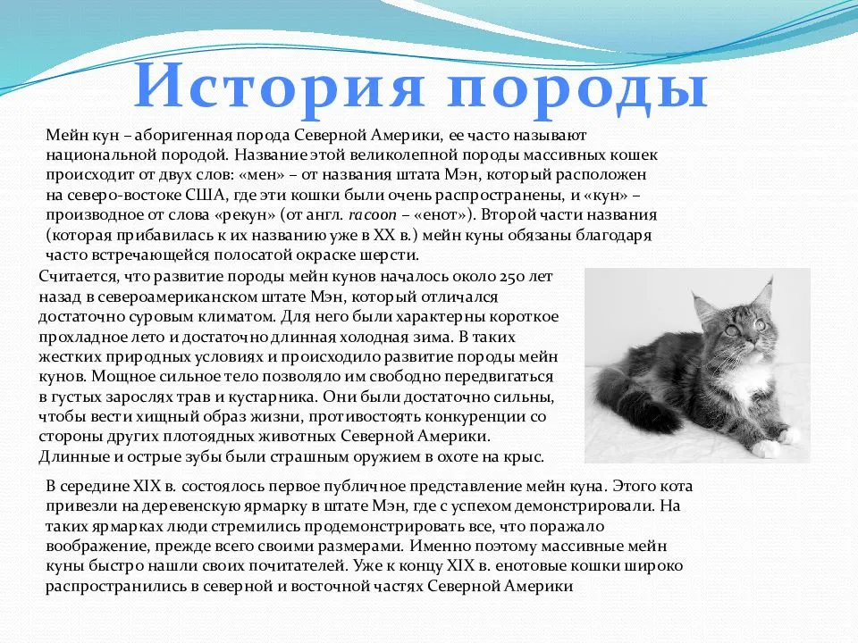 Мейн-кун