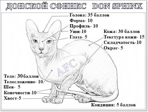 С какого возраста стерилизуют кошек сфинксов