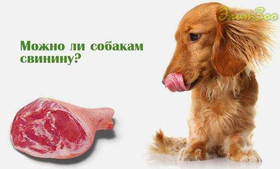 Почему собакам нельзя свинину: 3 причины, поможет ли заморозка
