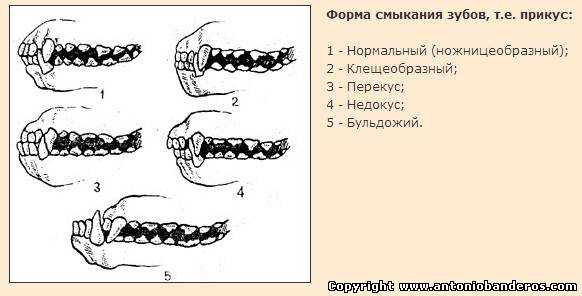 Чем опасен неправильный прикус у собак? ножницеобразный прикус у собак: фото у разных пород