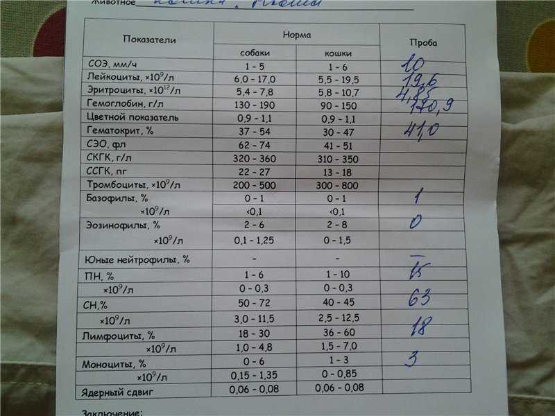 Лейкоцитоз — повышение количества лейкоцитов в крови у кошек. анемия у кошек: причины, симптомы и лечение
