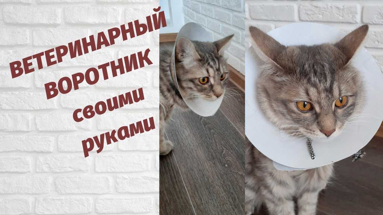 Воротник для кошки своими руками: как сделать и надеть, сколько носить после операции?