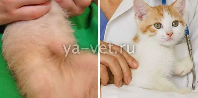 После стерилизации у кошки шишка на животе под швом – что это и почему образовалось?
