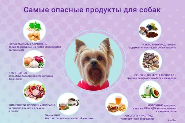 Можно ли давать собакам сладости?