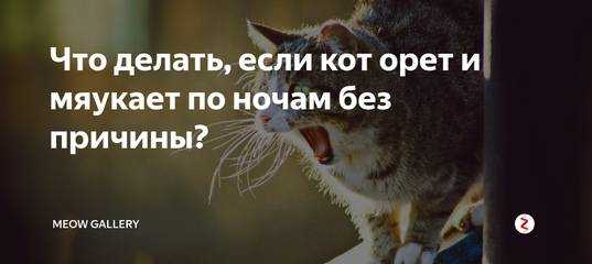Как отучить кота орать по утрам: эффективные методы