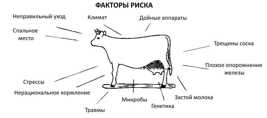 Что делать если кошка не кормит новорожденных котят: советы
что делать если кошка не кормит новорожденных котят: советы