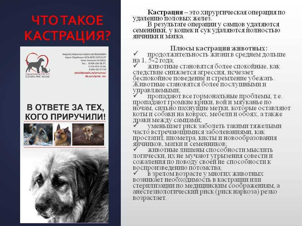 Плюсы операции по стерилизации кошек