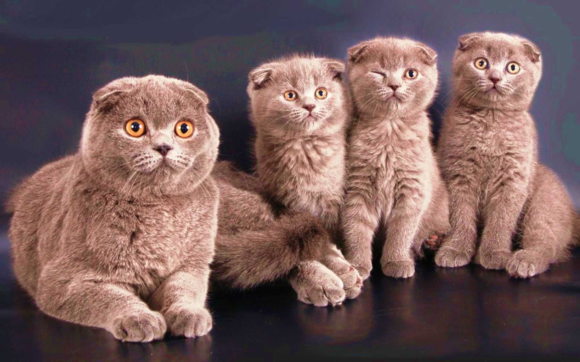 Вислоухая сиамская кошка описание породы