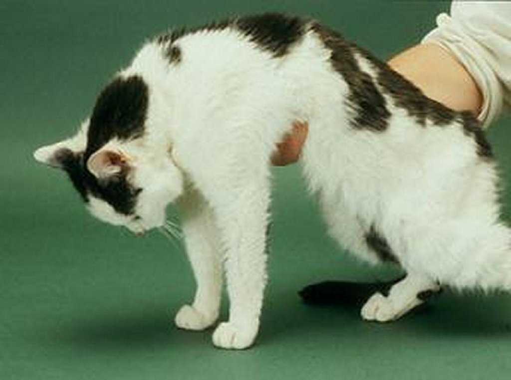 Атаксия у кошек