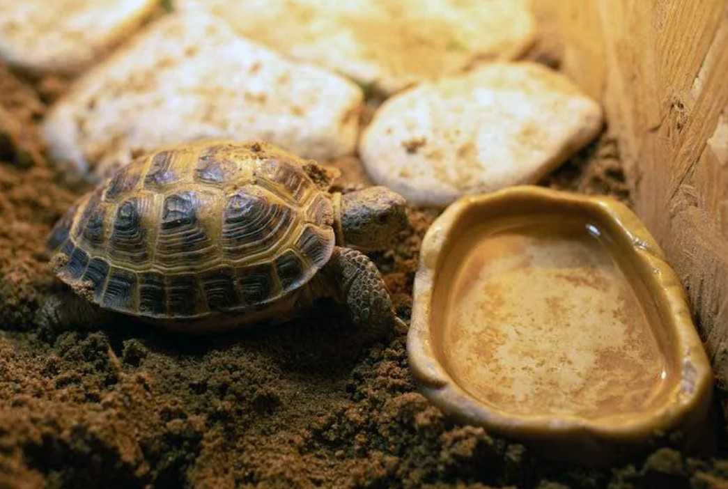 ᐉ как часто нужно кормить сухопутную черепаху в домашних условиях, сколько раз в день должен есть питомец - zoopalitra-spb.ru