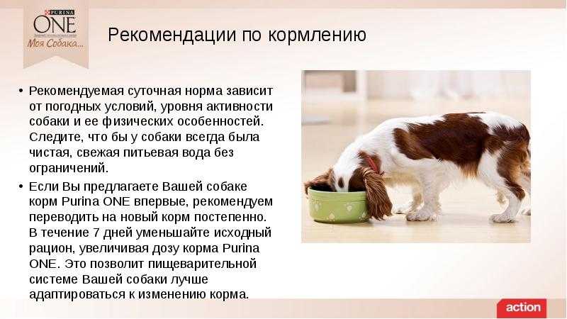 Можно ли собакам рыбу. какая рыба под запретом для собаки.