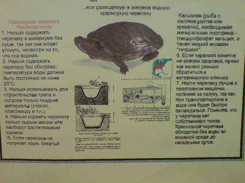 Сколько может красноухая черепаха без воды?