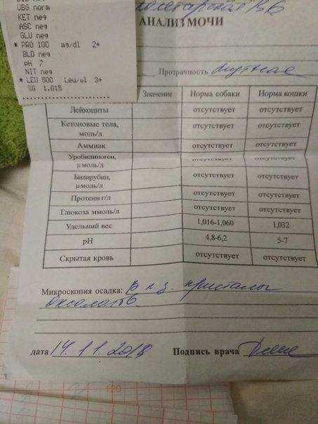 Что делать, если кот ходит в туалет с кровью