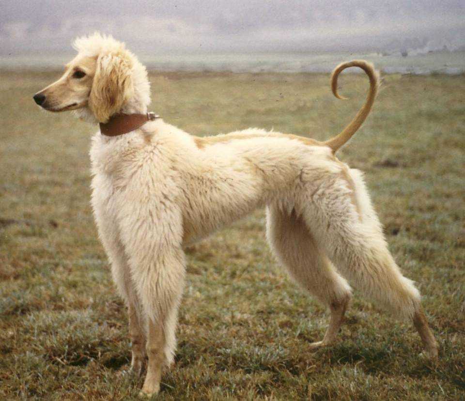 Бульмастиф