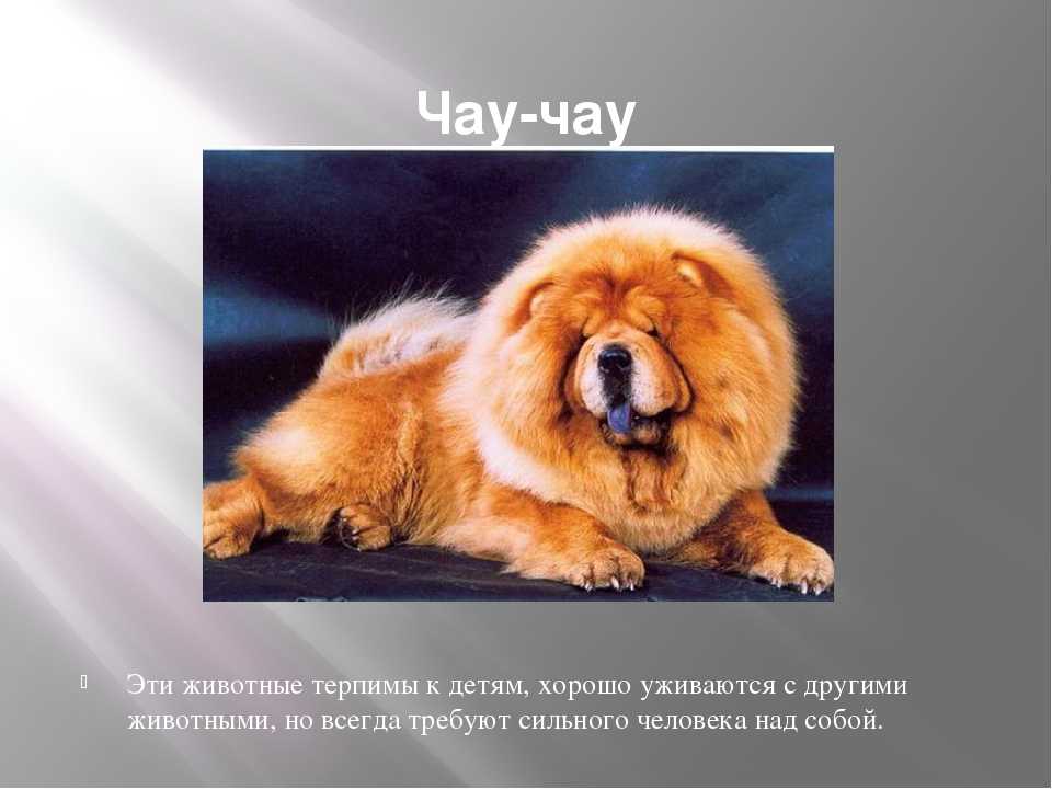 9 лучших пород собак с синими языками