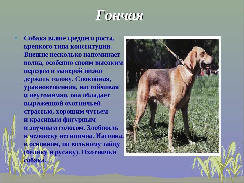 Финская гончая — фото, описание породы собак, особенности характера