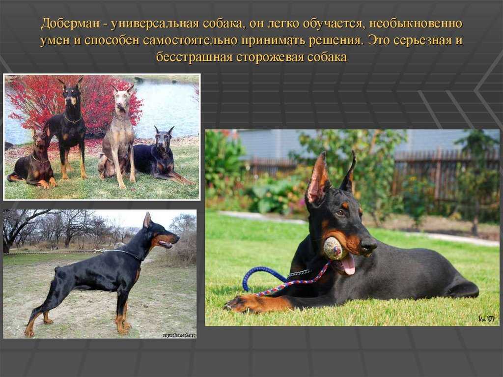 Стоит ли заводить добермана - плюсы и минусы собаки, отзывы владельцев