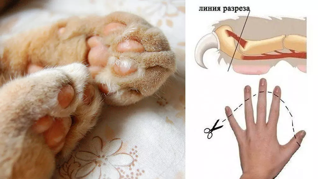 Операция по удалению когтей у кошек - мягкие лапки, показания и отзывы хозяев