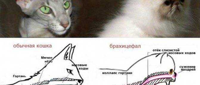 Учащенное дыхание у кошки