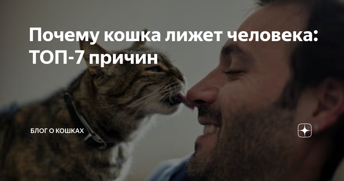 7 причины почему кошка лижет человека