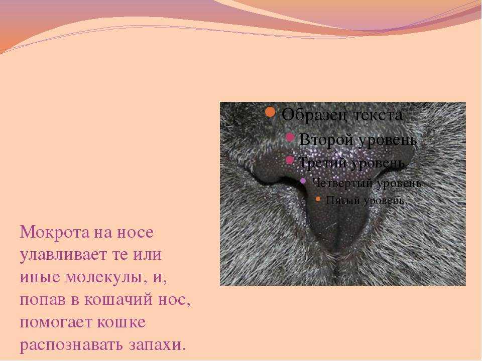 Почему у котенка нос становится сухим и горячим, в чем причина, что делать?