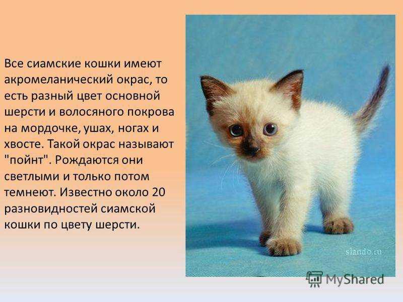 Сколько живут кошки в домашних условиях: таблица продолжительности жизни по породам + советы, как продлить жизнь коту