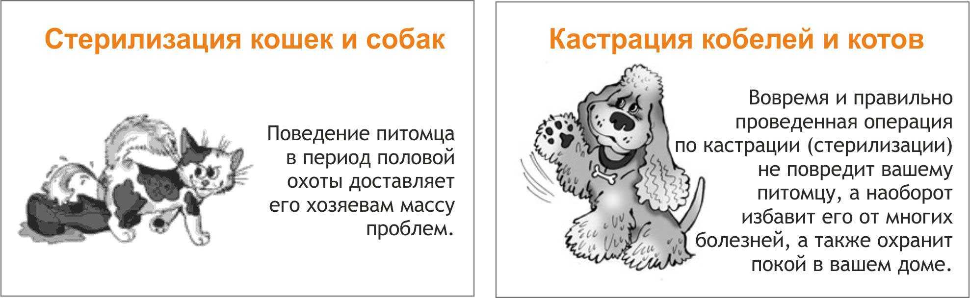 Осложнения после кастрации кота: причины, виды, симптомы и лечение, когда нужно обратиться к врачу