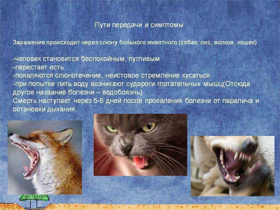 Бешенство у кошек: симптомы, пути заражения, диагностика, лечение, профилактика