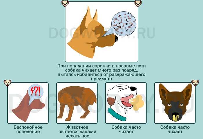 Как помочь собаке с приступами обратного чихания: симптомы и причины синдрома, методы диагностики, варианты лечения и профилактические меры