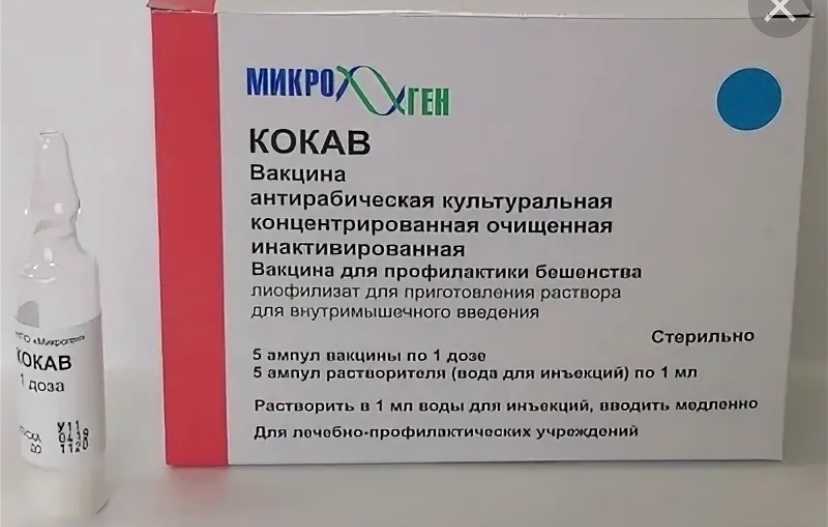 Карантин после прививки от бешенства у кошек – причины, сроки, риски 