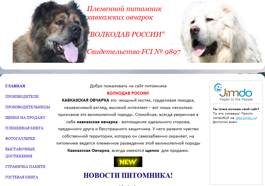 Кавказская овчарка: характеристика породы, описание, характер, уход и содержание, чем кормить, стандарты, история - zoosecrets