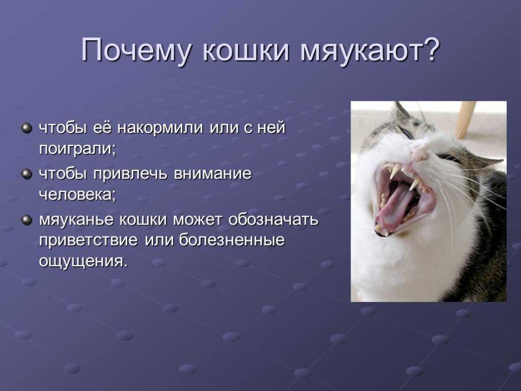 Кот жалобно мяукает без причины