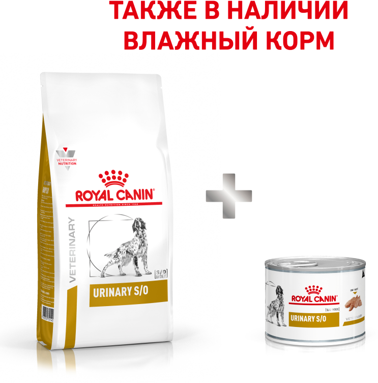 Как помочь собаке похудеть: 3 шага к нормальному весу